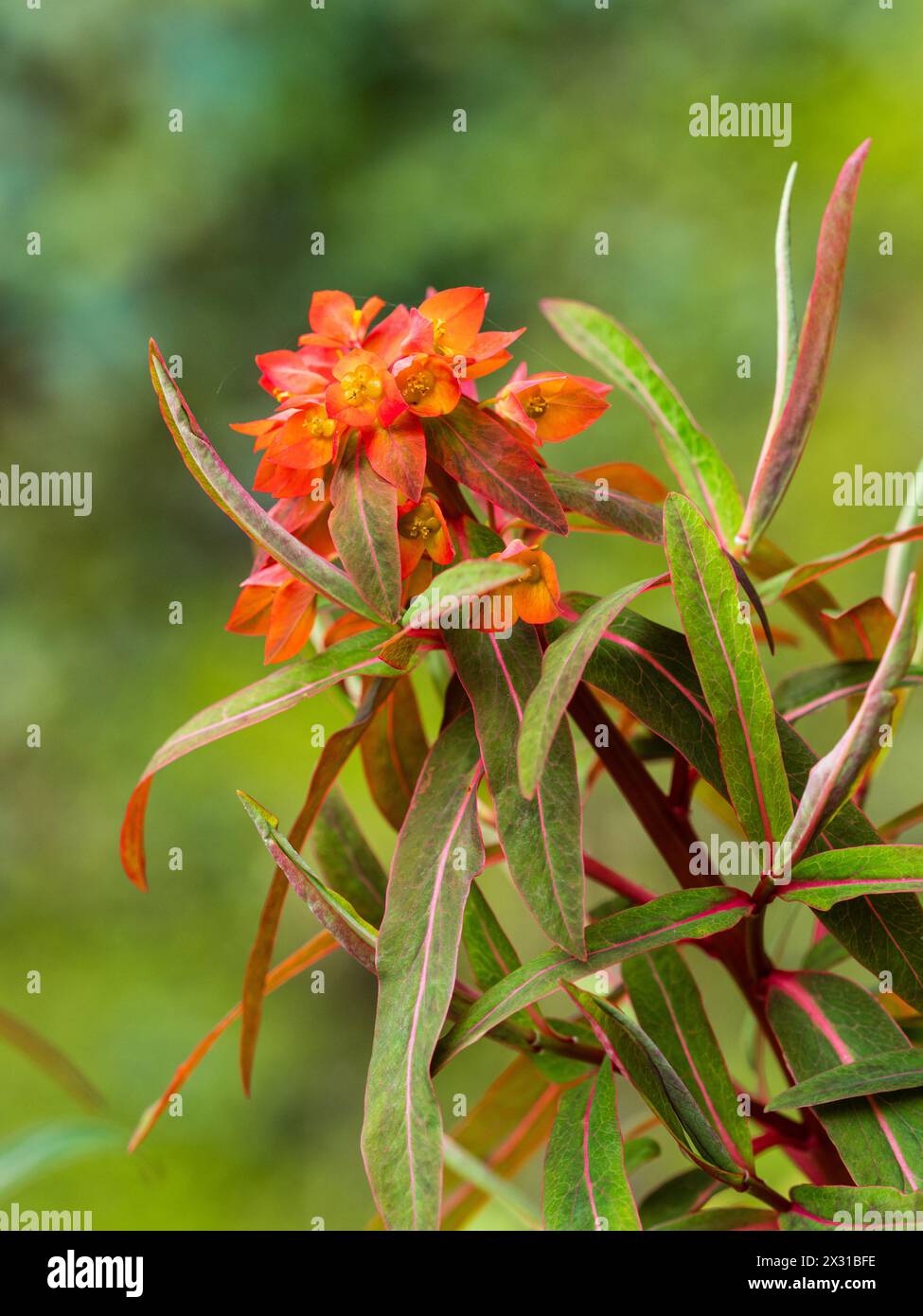 Terminal cluster of red flowers of the spreading hardy perennial spurge, Euphorbia griffithii 'Fireglow' Stock Photo