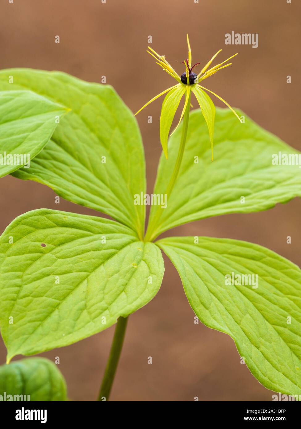 Wispy green and yellow spring flower above whorl of four leaves of the hardy perennial UK woodlander, Paris quadrifolia, herb paris Stock Photo