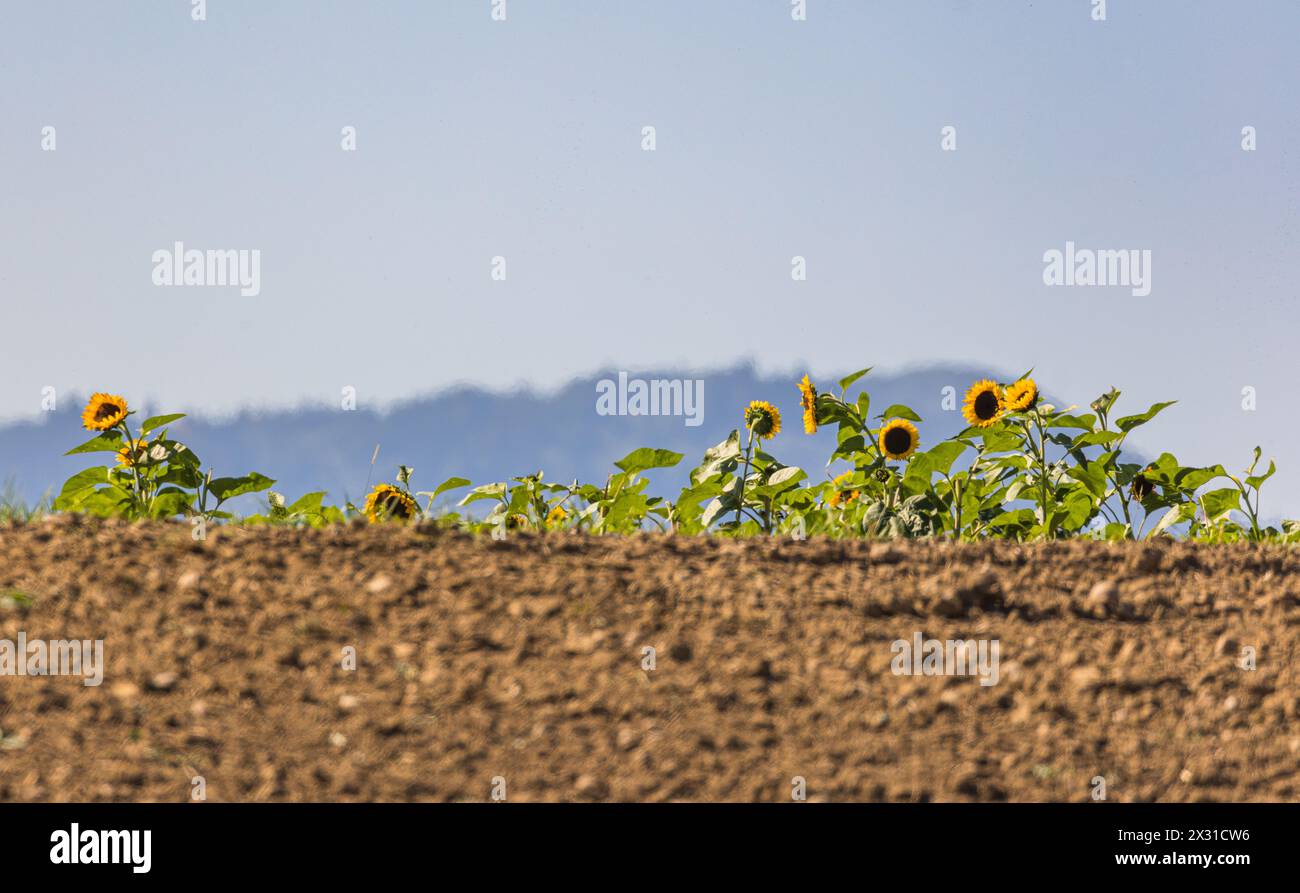 In der Sonnen stehen blühende Sonnenblumen hinter einem kahlen Agrarfeld. (Oberglatt, Schweiz, 22.09.2022) Stock Photo