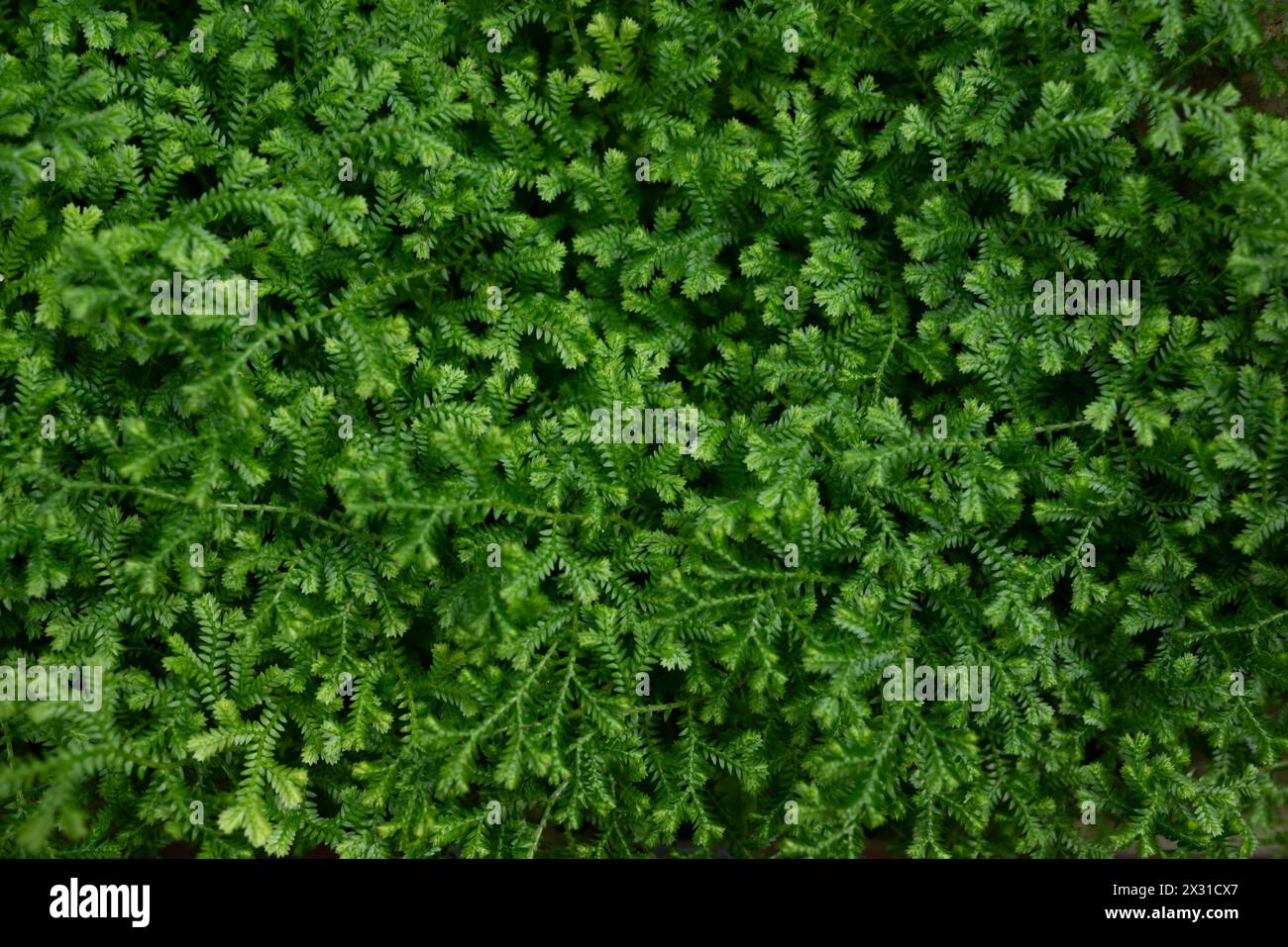 Green leaves background. Meadow spikemoss close-up. Selaginella apoda Stock Photo