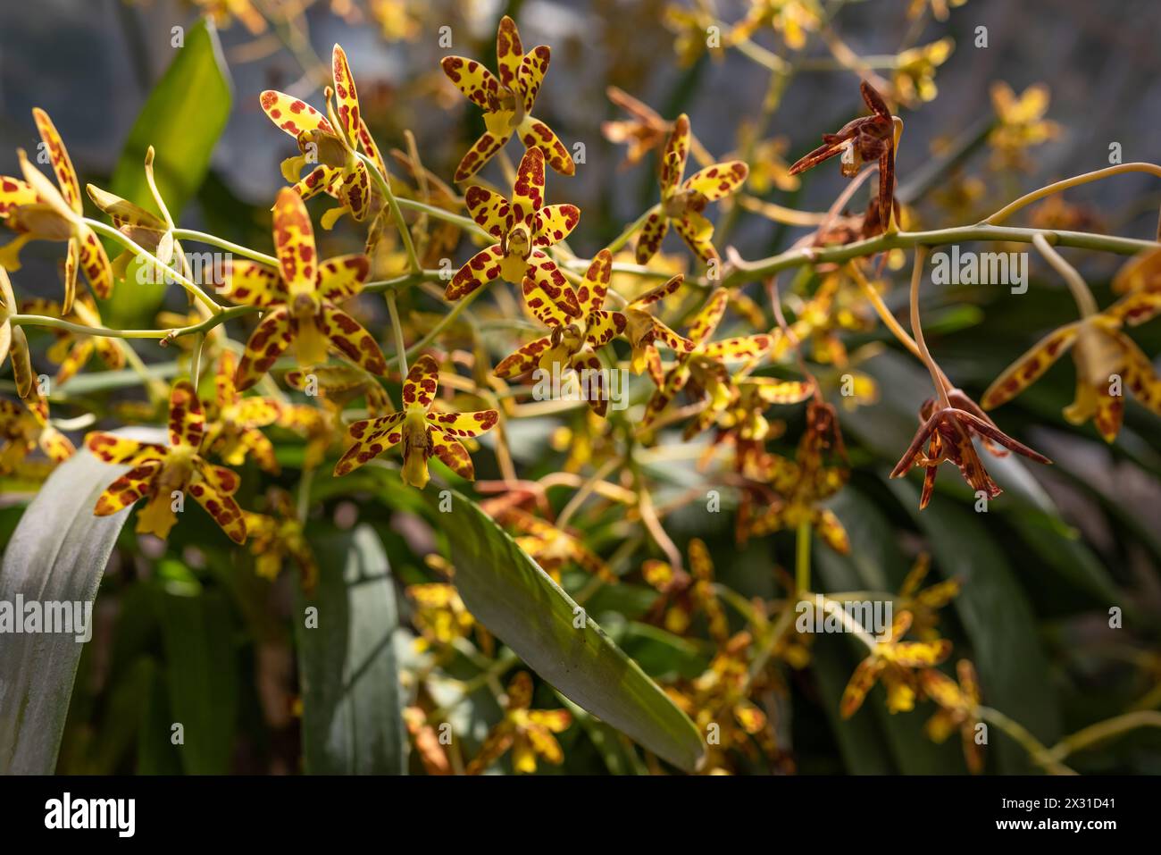 Yellow orchid flowers in a greenhouse. Sunlit Crucifix Orchid, Fiery Reed Orchid, Reed-stem Orchid or Spice Orchid. Epidendrum ibaguense close-up. Tro Stock Photo