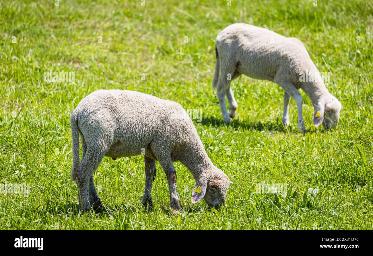 Zwei weisse Hausschaf weidet auf einer Weide mit saftig, grünem Gras. (Stettbach, Schweiz, 07.07.2022) Stock Photo