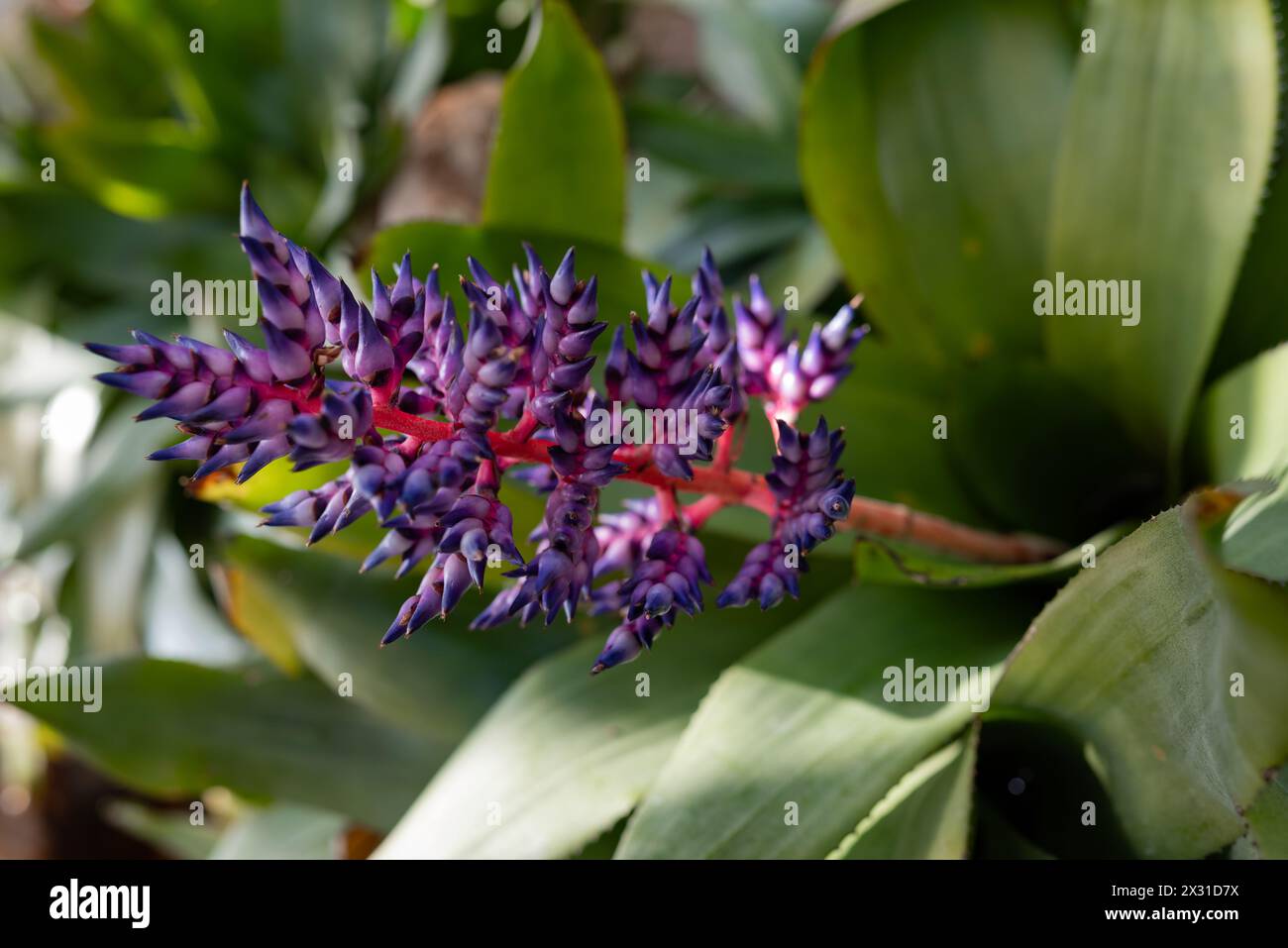 Unusual colorful blue, purple, white and pink flower closeup of Aechmea fendleri or Fendlers bromeliad. Green leaves background. Exotic indoor plant g Stock Photo