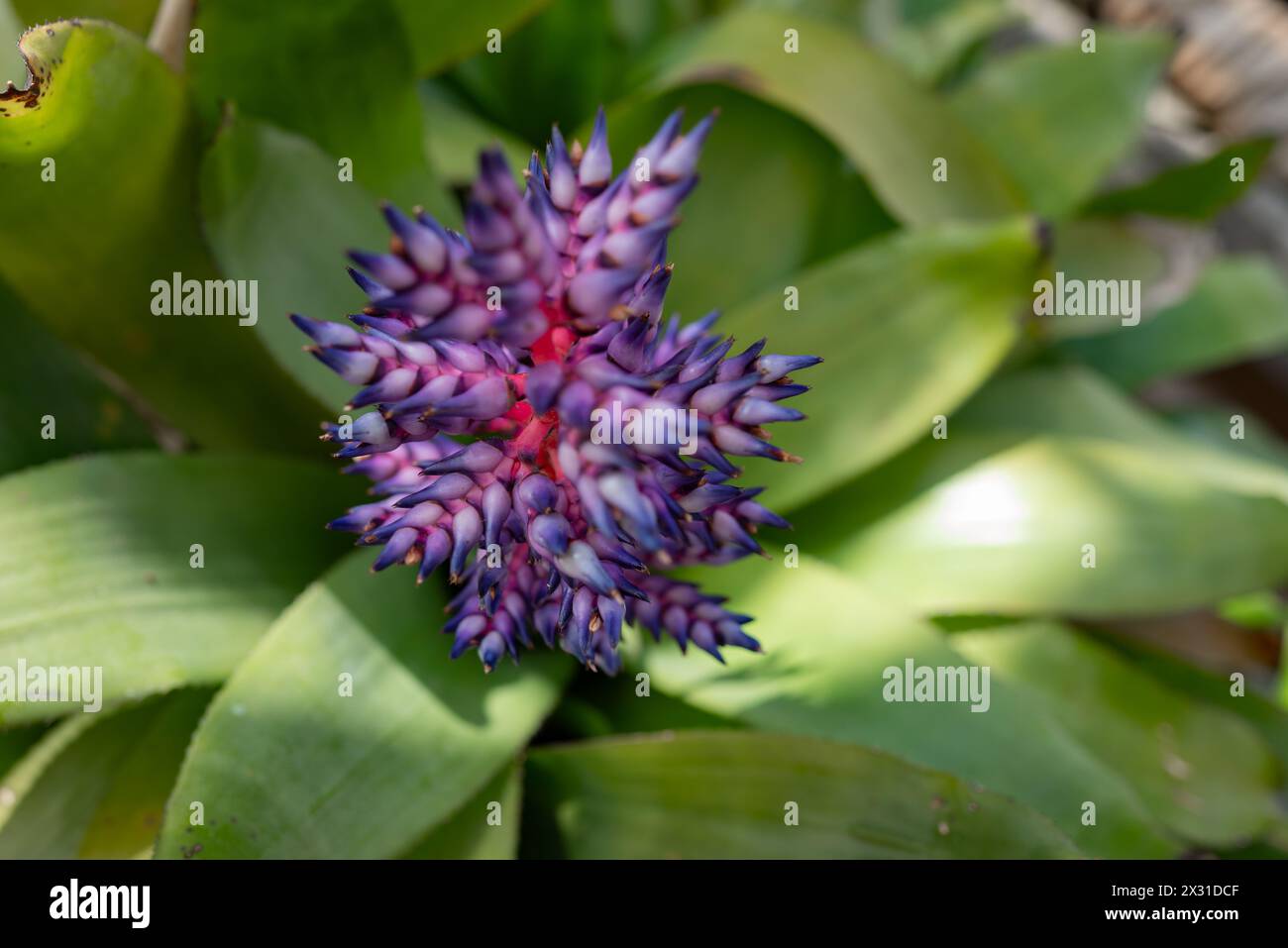 Unusual colorful blue, purple, white and pink flower closeup of Aechmea fendleri or Fendlers bromeliad. Green leaves background. Exotic indoor plant g Stock Photo