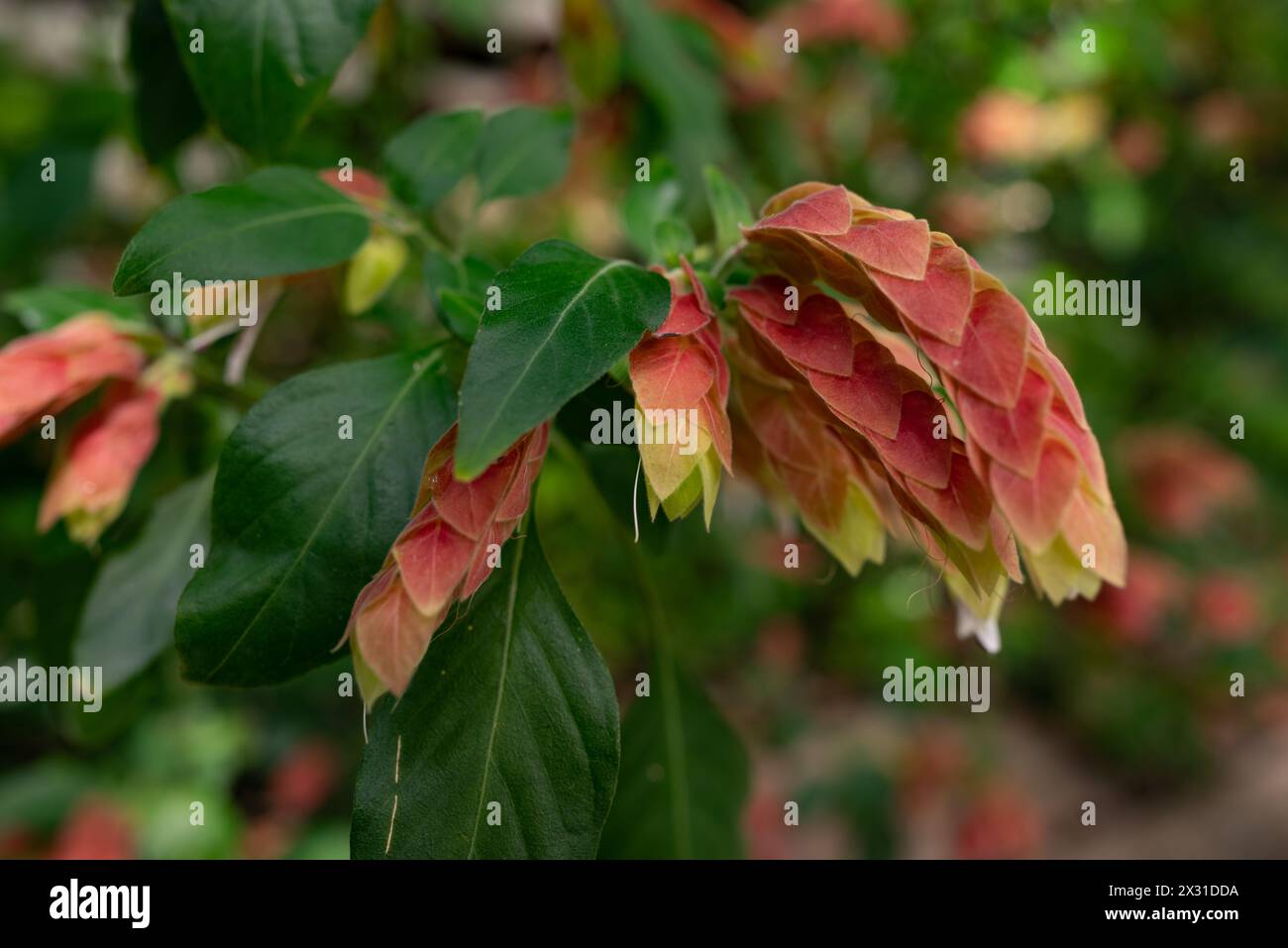 Unusual red flowers of shrimp plant on green leaves background. False hop Stock Photo