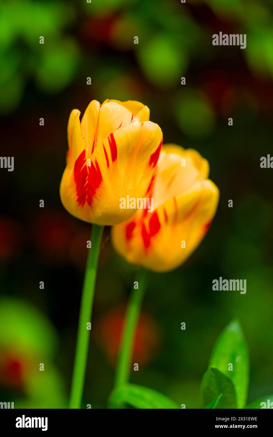 Two yellow-rwd tulips closeup, blurred background, vertical shot Stock Photo