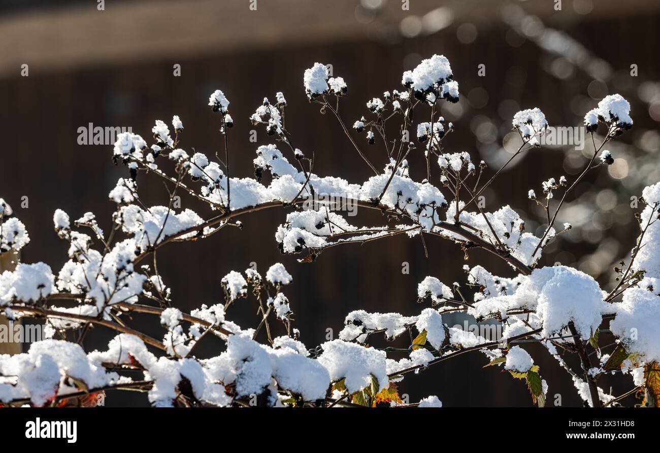 Impressionen vom ersten Schnee im Rafzerfeld. Dieser kam spät und wenig ergibig, dennoch gab es eine schöne Winterlandschaft. (Rafz, Schweiz, 11.12.20 Stock Photo