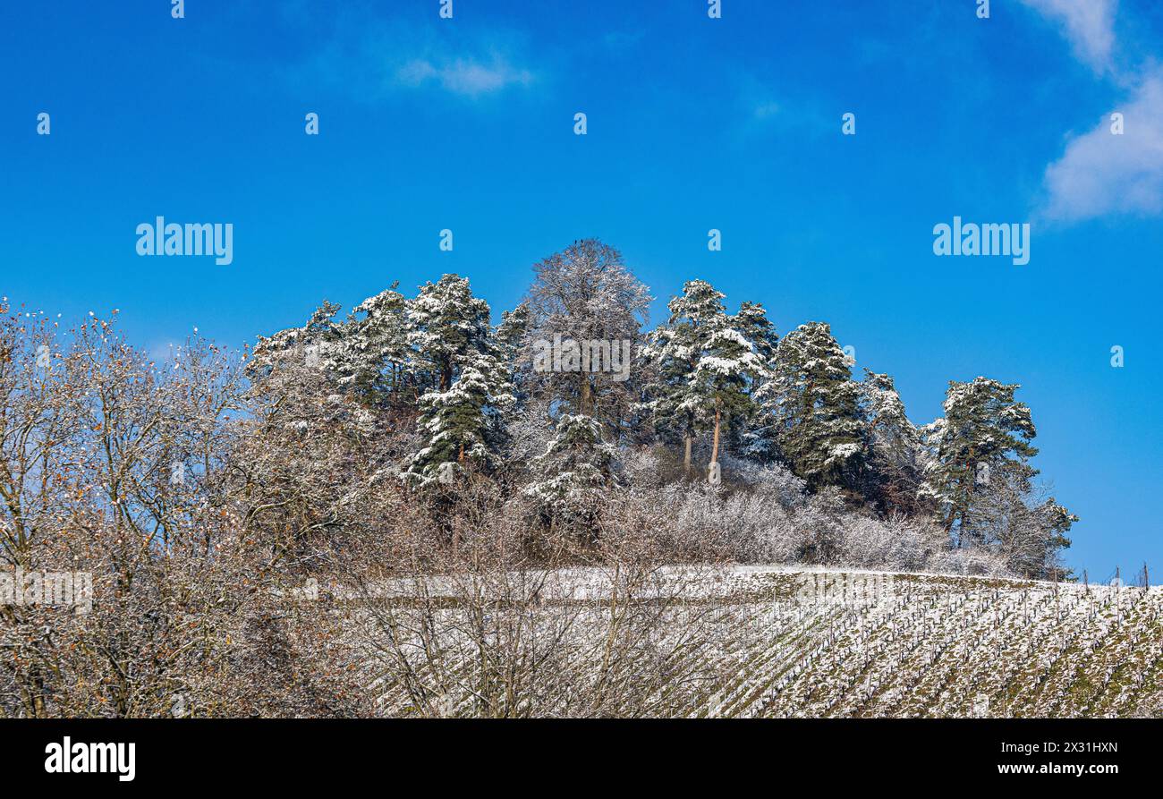 Impressionen vom ersten Schnee im Rafzerfeld. Dieser kam spät und wenig ergibig, dennoch gab es eine schöne Winterlandschaft. (Rafz, Schweiz, 11.12.20 Stock Photo