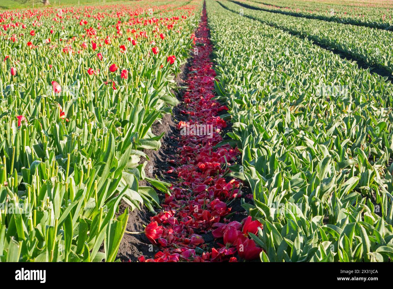 Cultivation of tulip bulbs, flower heads have been cut off Stock Photo