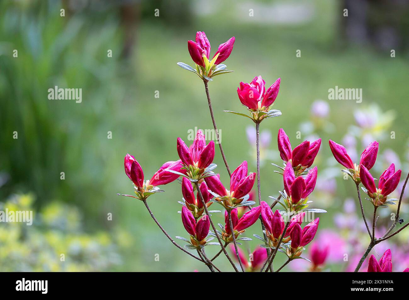 red buds of Rhododendron molle japonica Hiroka, focus stack Stock Photo