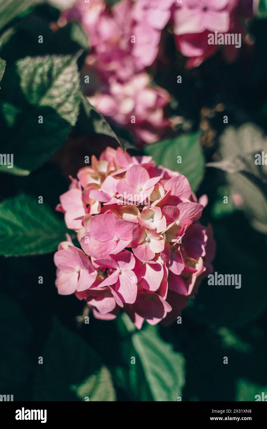 Background with pink hydrangeas in dark style Stock Photo - Alamy