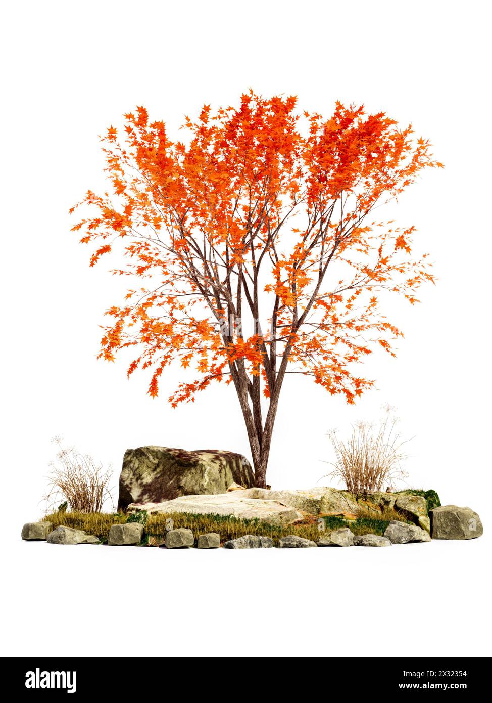Japanese maple tree sapling on white background Stock Photo - Alamy