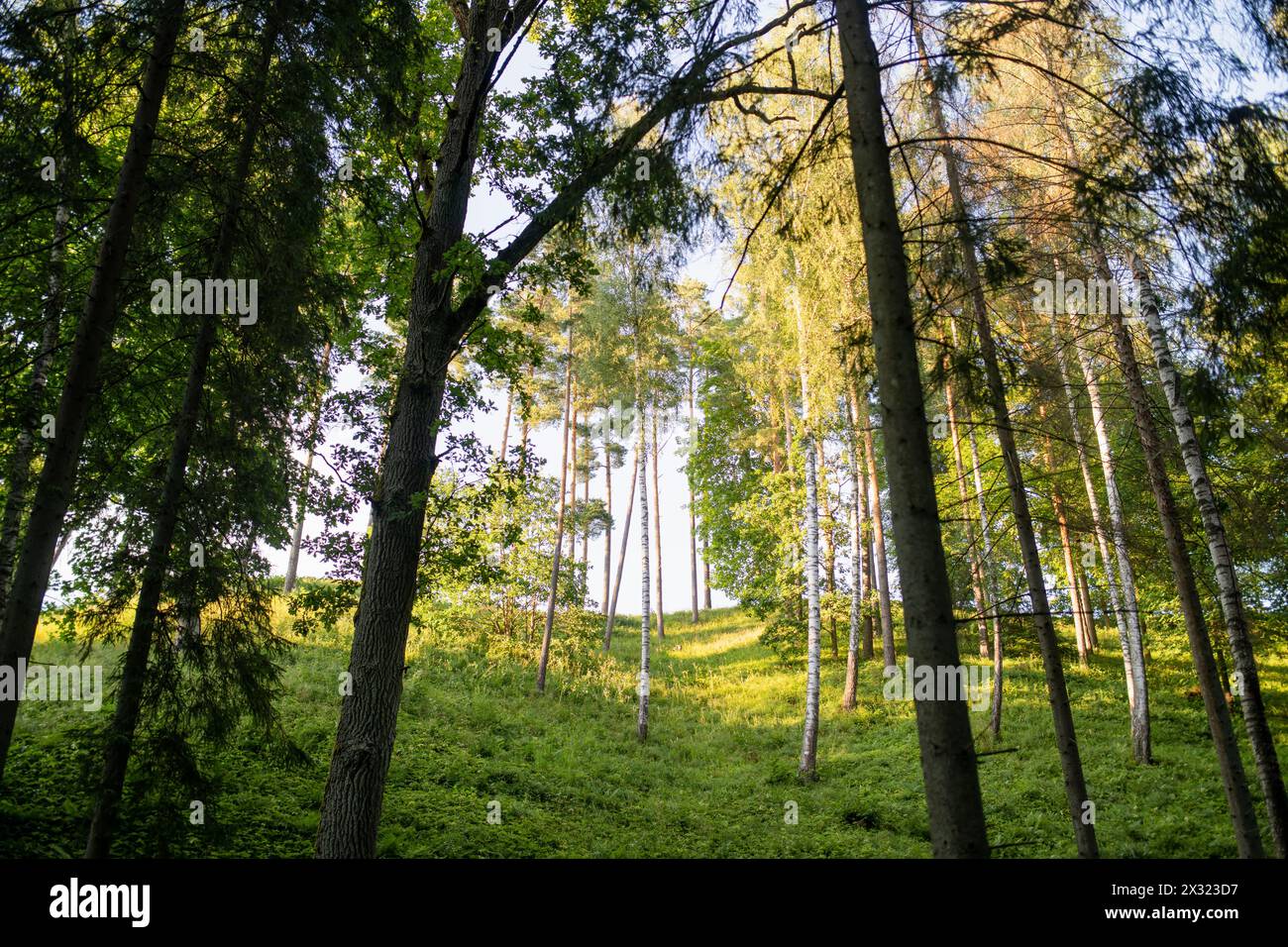 Stirniai mound surrounded with green trees, located in Neris Regional Park near Vilnius, on sunny summer day. Landmarks and destination scenics of Lit Stock Photo