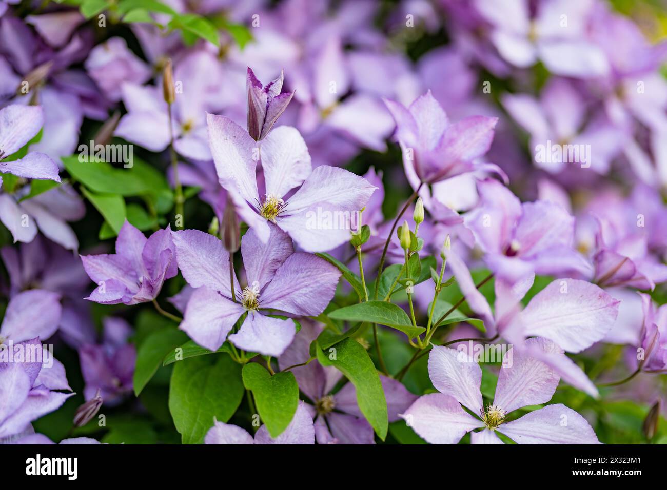 Flowering purple clematis in the garden. Flowers blossoming in summer. Beauty in nature. Stock Photo
