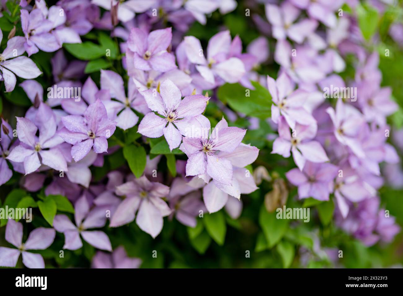 Flowering purple clematis in the garden. Flowers blossoming in summer. Beauty in nature. Stock Photo