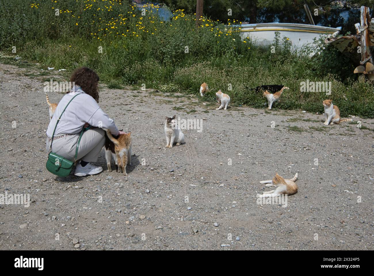 A young female tourists strokes a clowder of feral cats in the town of Gytheio, Greece Stock Photo
