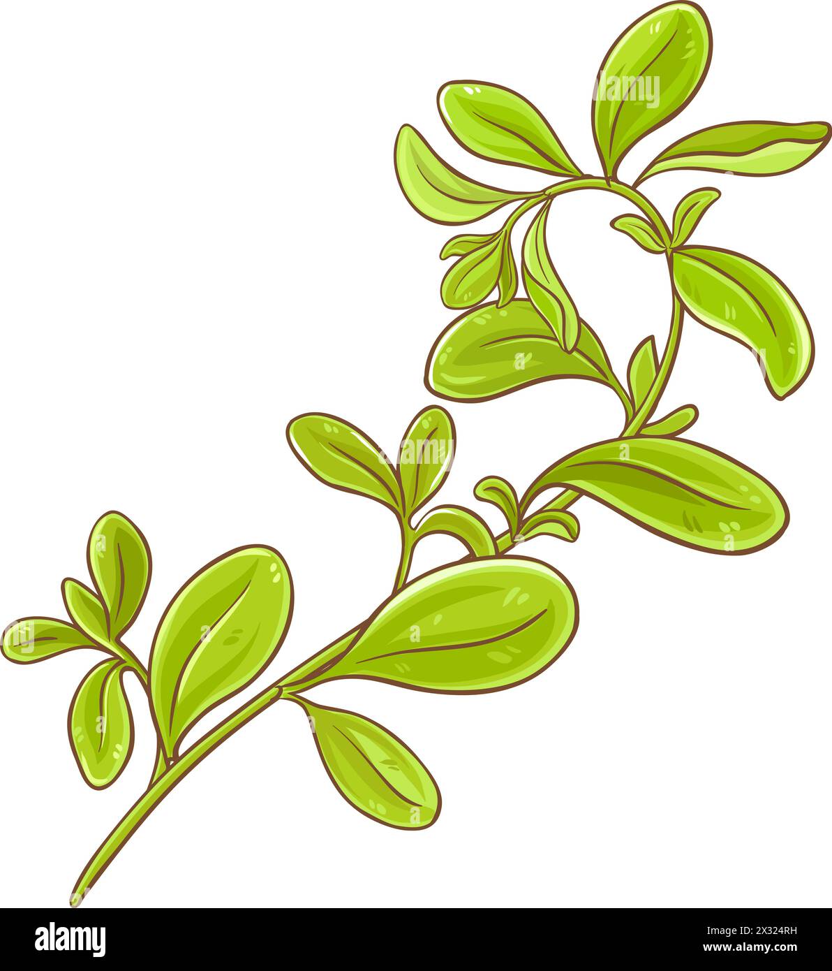 Marjoram Branch Colored Detailed Illustration Stock Vector Image & Art