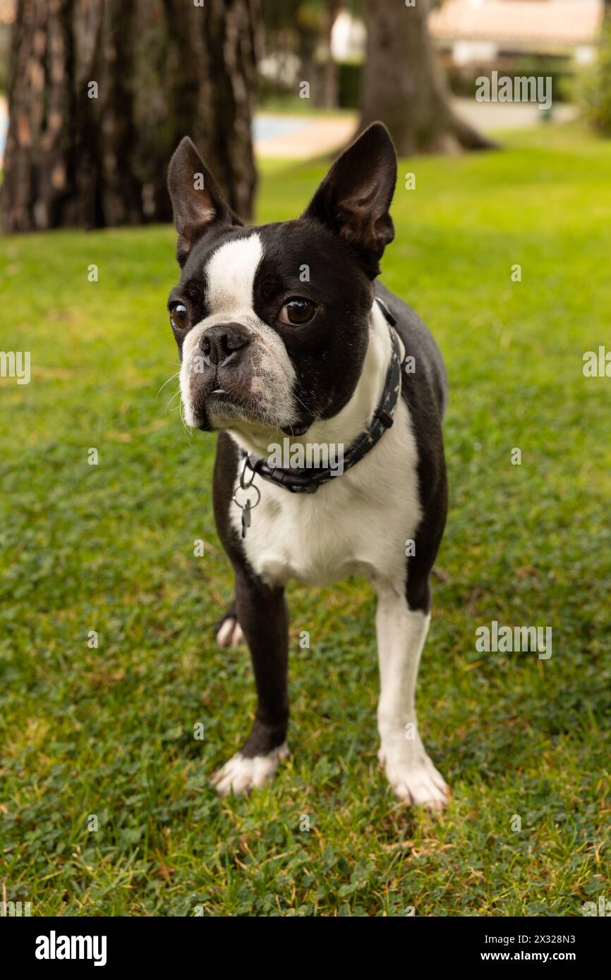 Beautiful black and white boston terrier dog with a very attentive look at the indications given to him Stock Photo