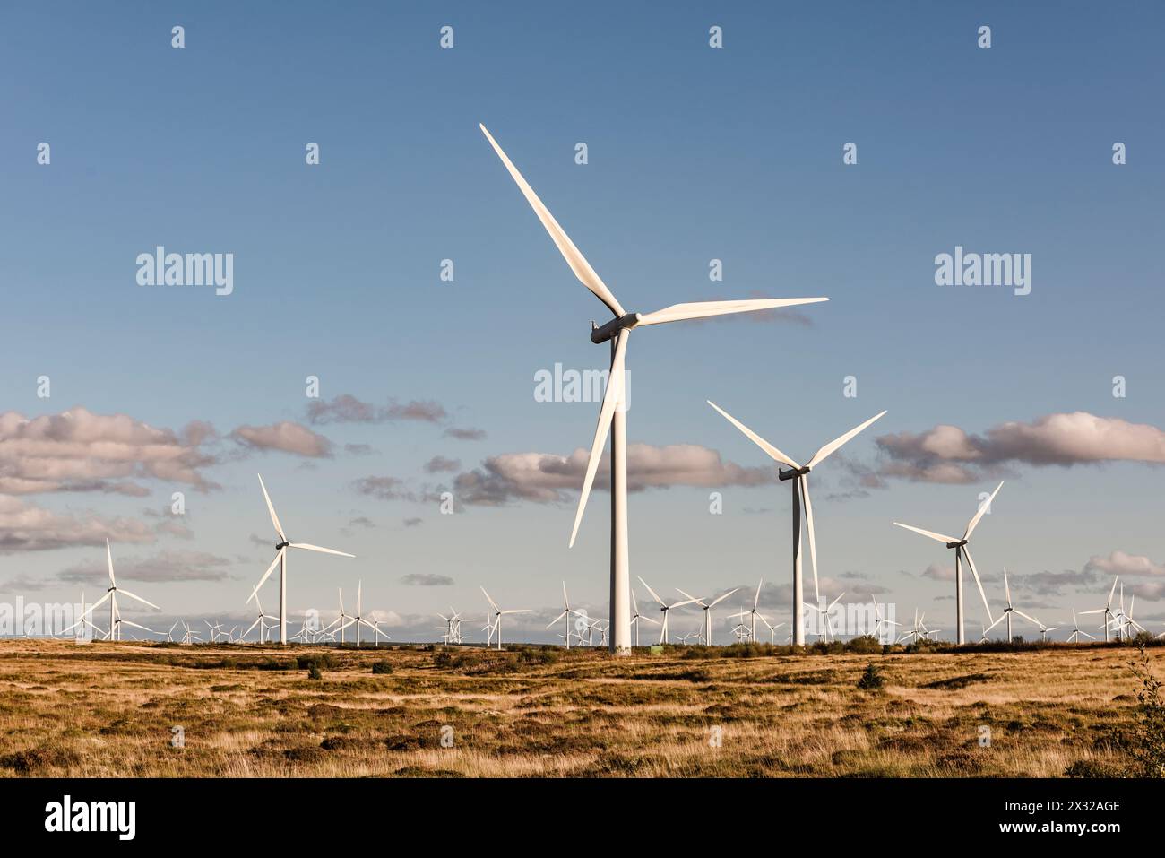 Some of the 215 wind turbines at Whitelee Windfarm on Eaglesham Moor near Glasgow, Scotland, UK, the largest onshore windfarm in Britain Stock Photo