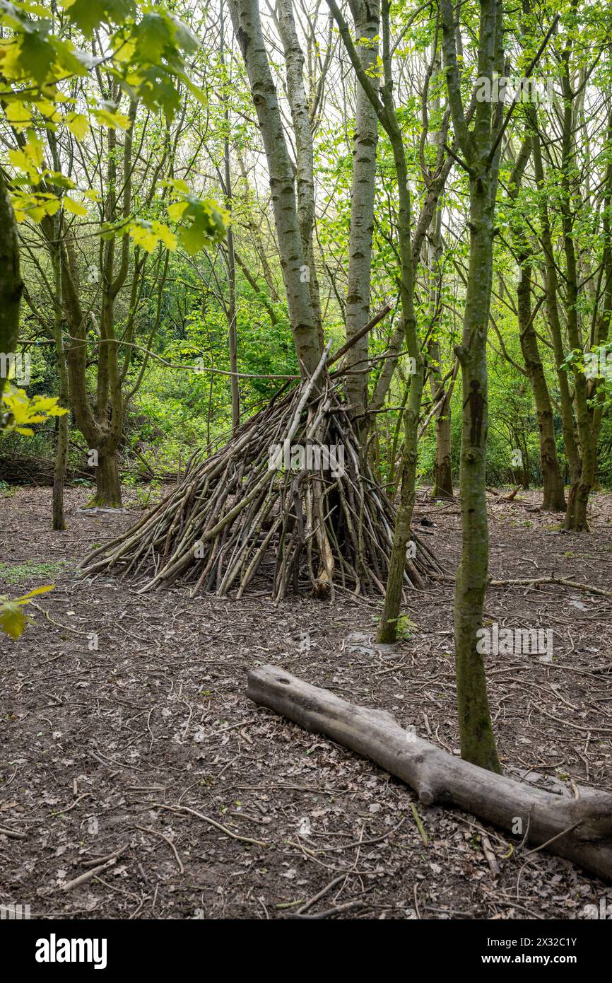 A den or camp is built from several felled tree trucks in an area of woodland used by local children for forest school activities. Stock Photo
