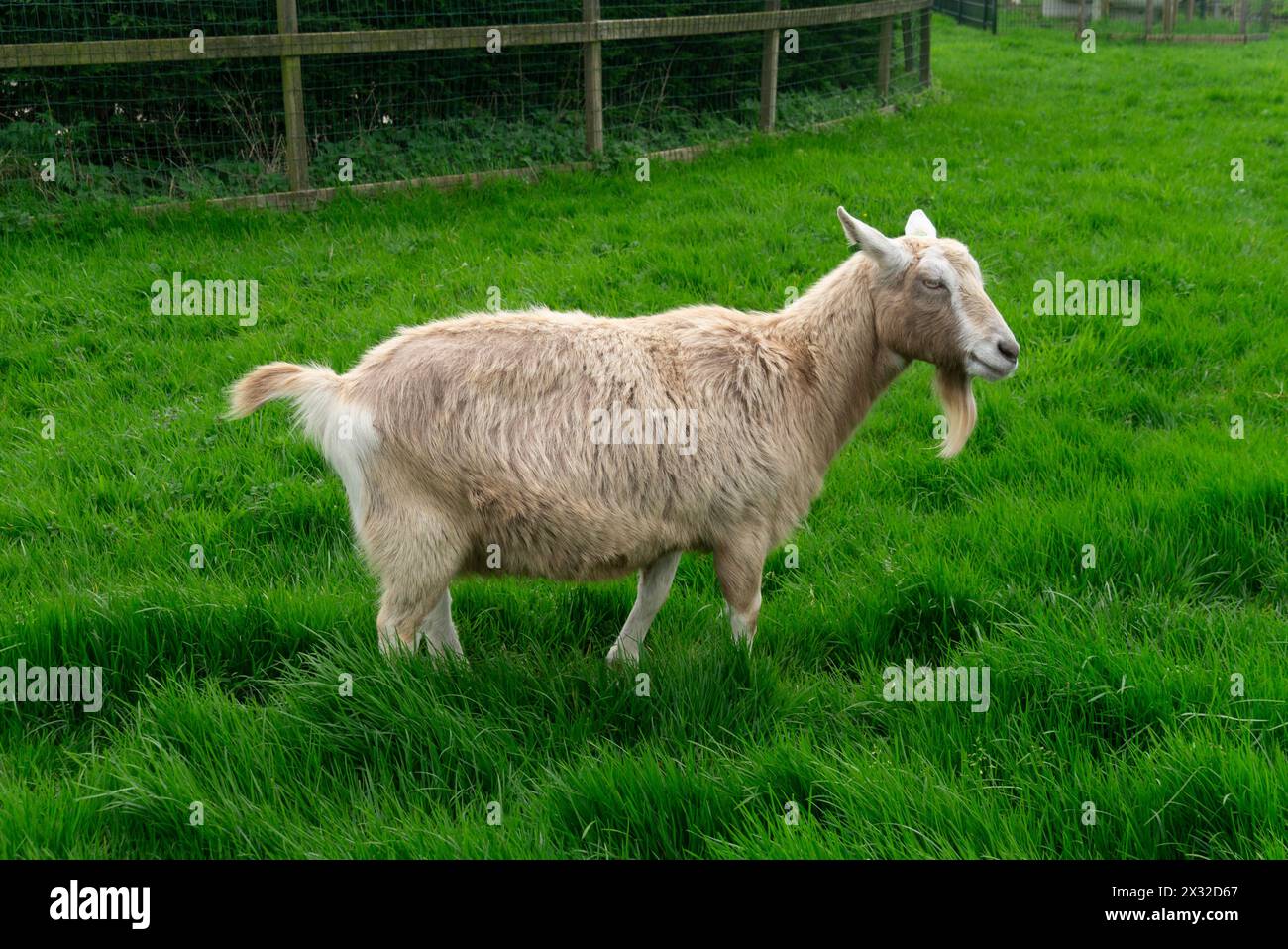 Contented goat in field of Jacobs Hoeve Katwoude  farm with milk used to produce unpasteurised cheese sold though Henry Willig shops Katwoude Holland Stock Photo