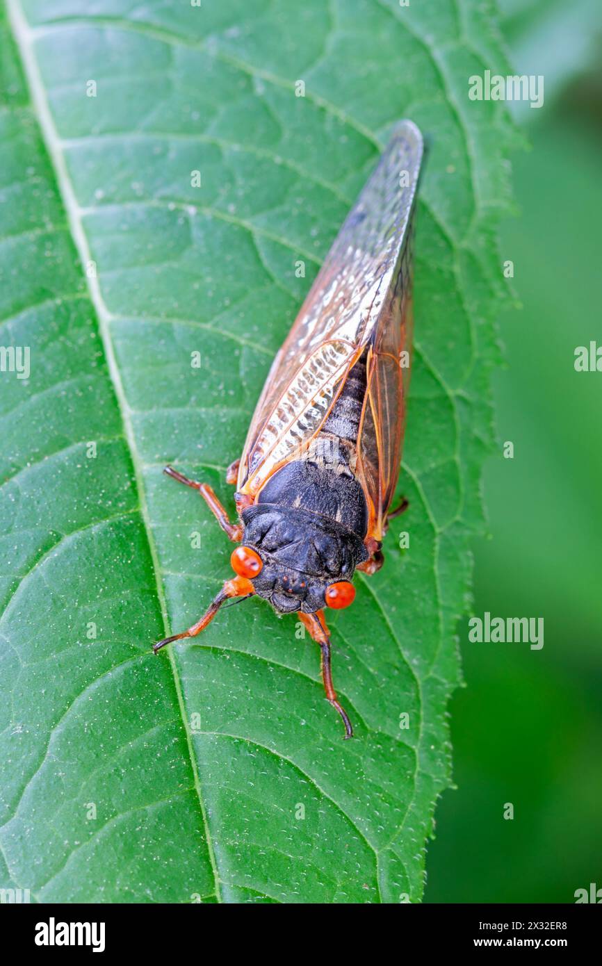 A cicada  walks across a green leaf Stock Photo