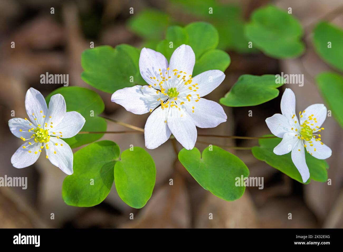 Three blossoms of a rue anemone blooming on a woodland floor that is filled with leaves. Stock Photo