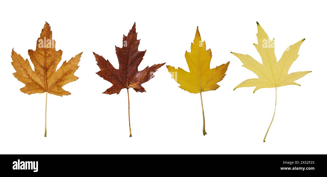 Collection of autumn wire silver maple leaf isolated on white background. Set of various maple leaves for design.  Acer saccharinum Wieri. Stock Photo