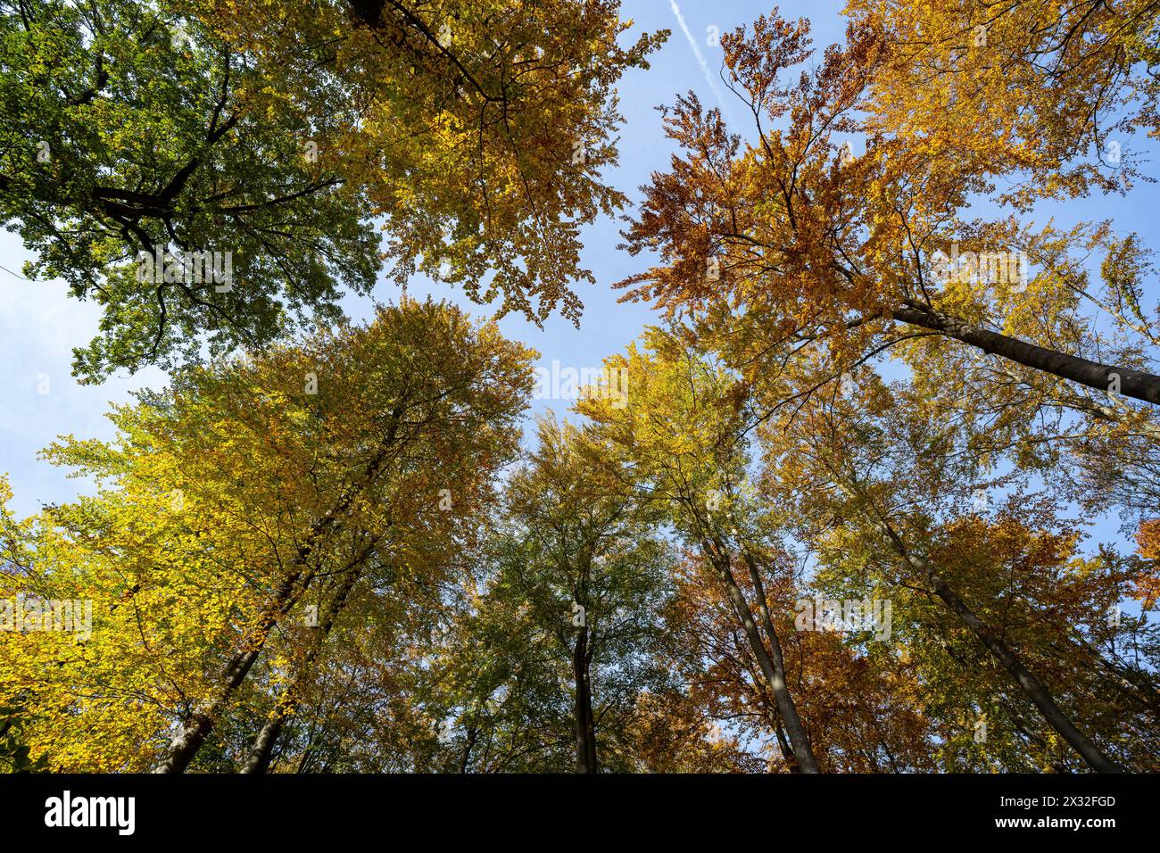 botany, autumnal stain deciduous forest, CAUTION! FOR GREETINGCARD-USE / POSTCARD-USE IN GERMAN SPEAKING COUNTRIES CERTAIN RESTRICTIONS MAY APPLY Stock Photo