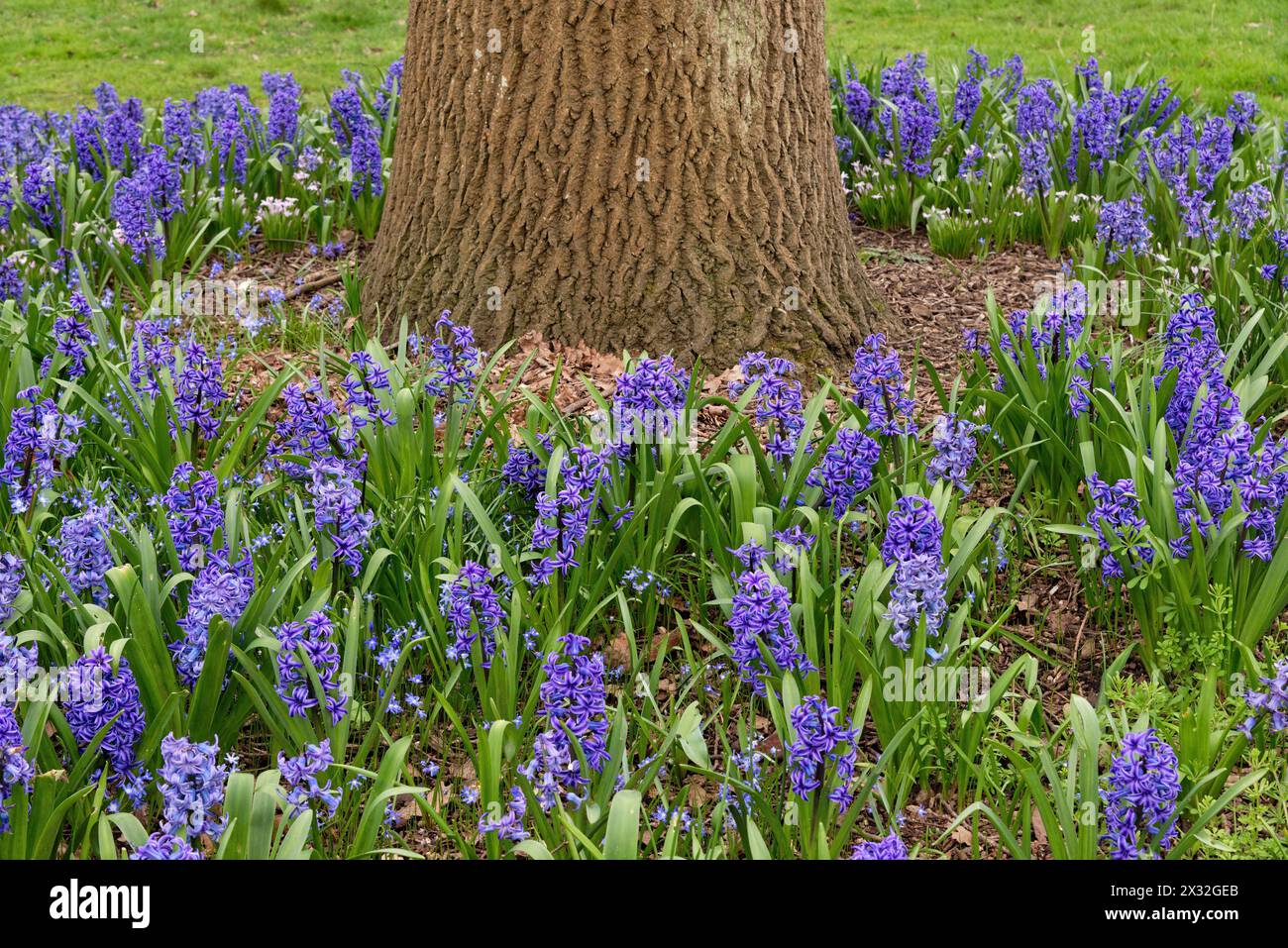 A mass of blue flowering Hyacinths, Hyacinthus orientalis growing round a tree trunk in a garden England UK Stock Photo