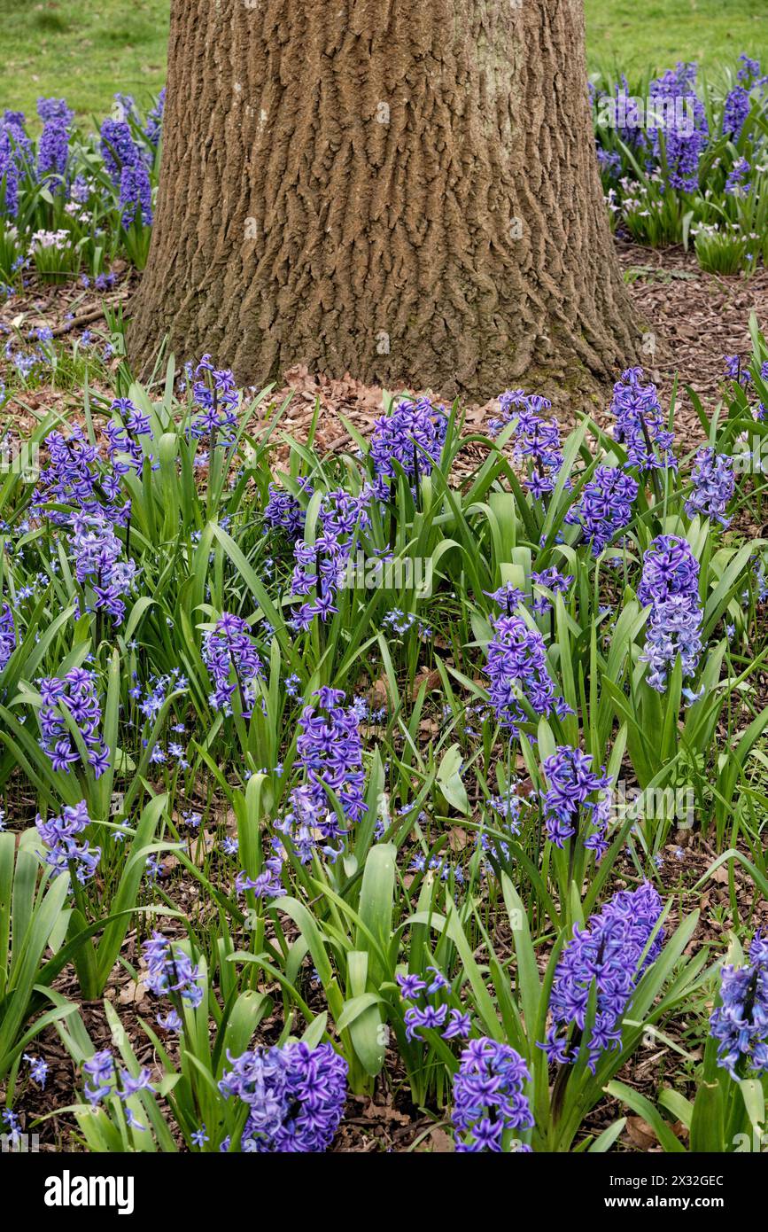 A mass of blue flowering Hyacinths, Hyacinthus orientalis growing round a tree trunk in a garden England UK Stock Photo
