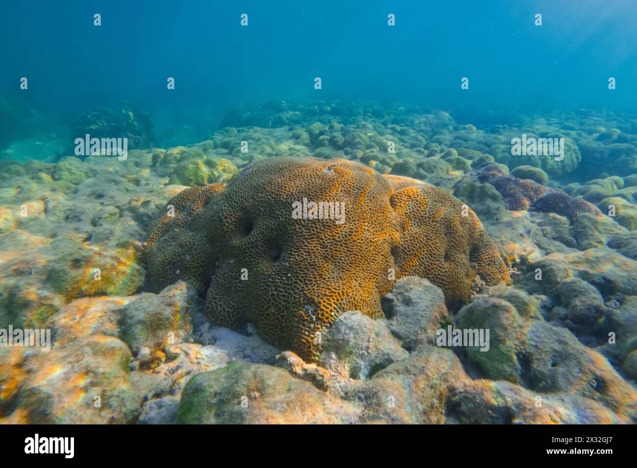 Vibrant underwater landscape showcasing a prominent brain coral with a ...