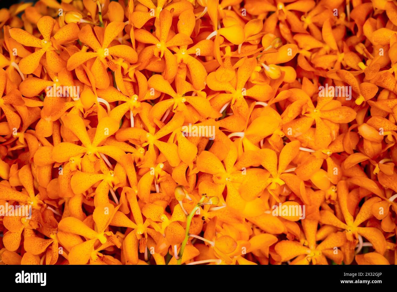 Texture Fresh orange Mokara orchid flower bouquet cut sale market Stock Photo