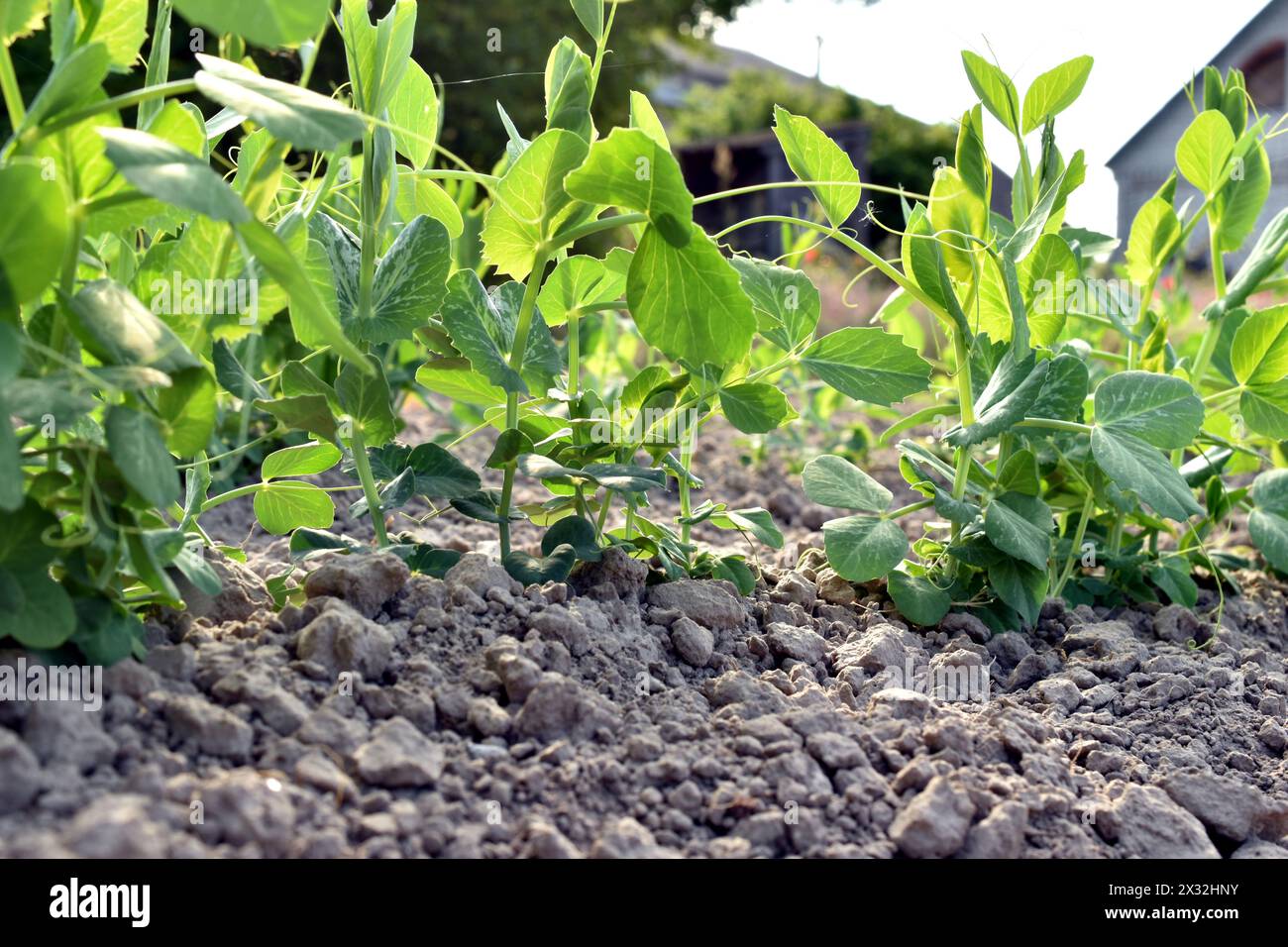 The picture shows a plantation with a pea plant. Weak stems of the pea