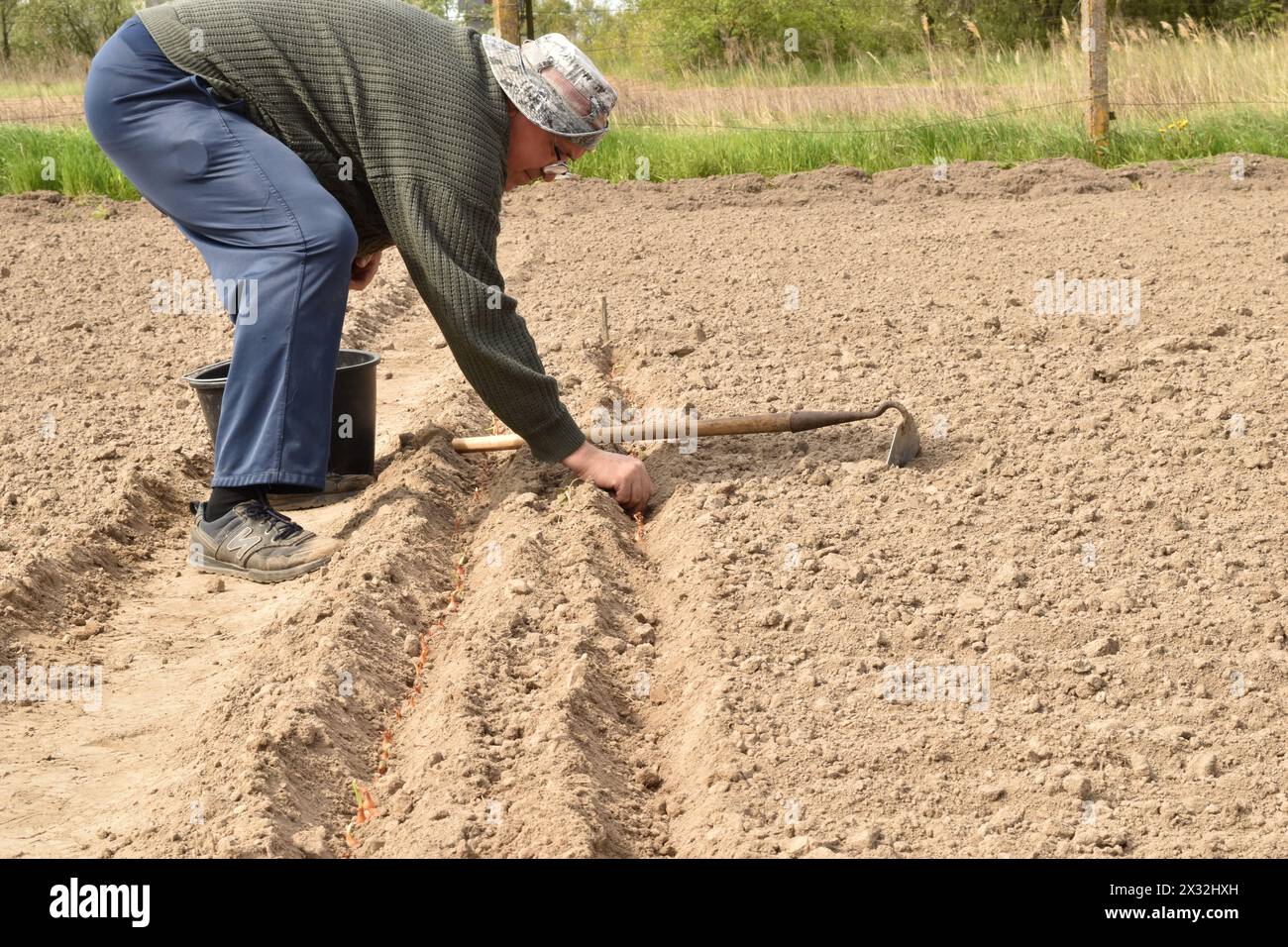 The photo shows the moment of planting onions in the soil in the garden. A man plants an onion with his hands. Stock Photo