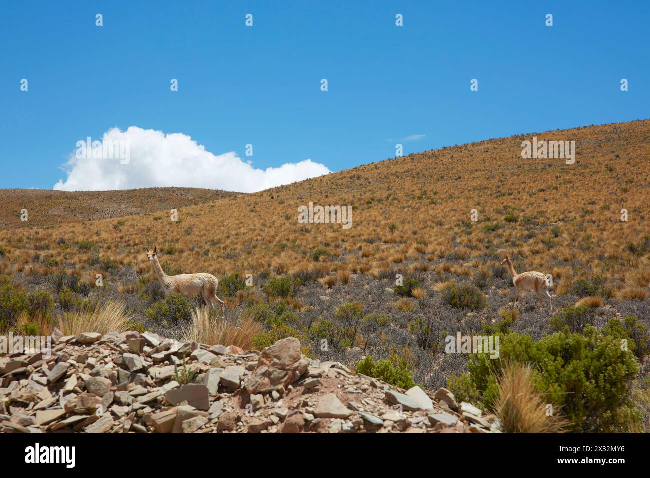 Vicunas in the mountains of Humahuaca, Jujuy, Argentina (NOA). Stock Photo