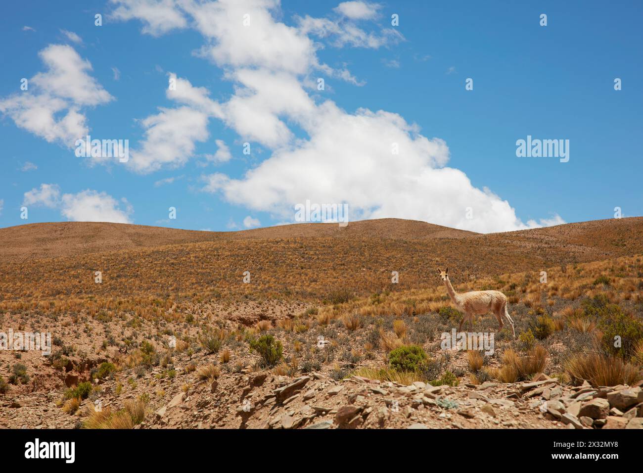 Vicunas in the mountains of Humahuaca, Jujuy, Argentina (NOA). Stock Photo