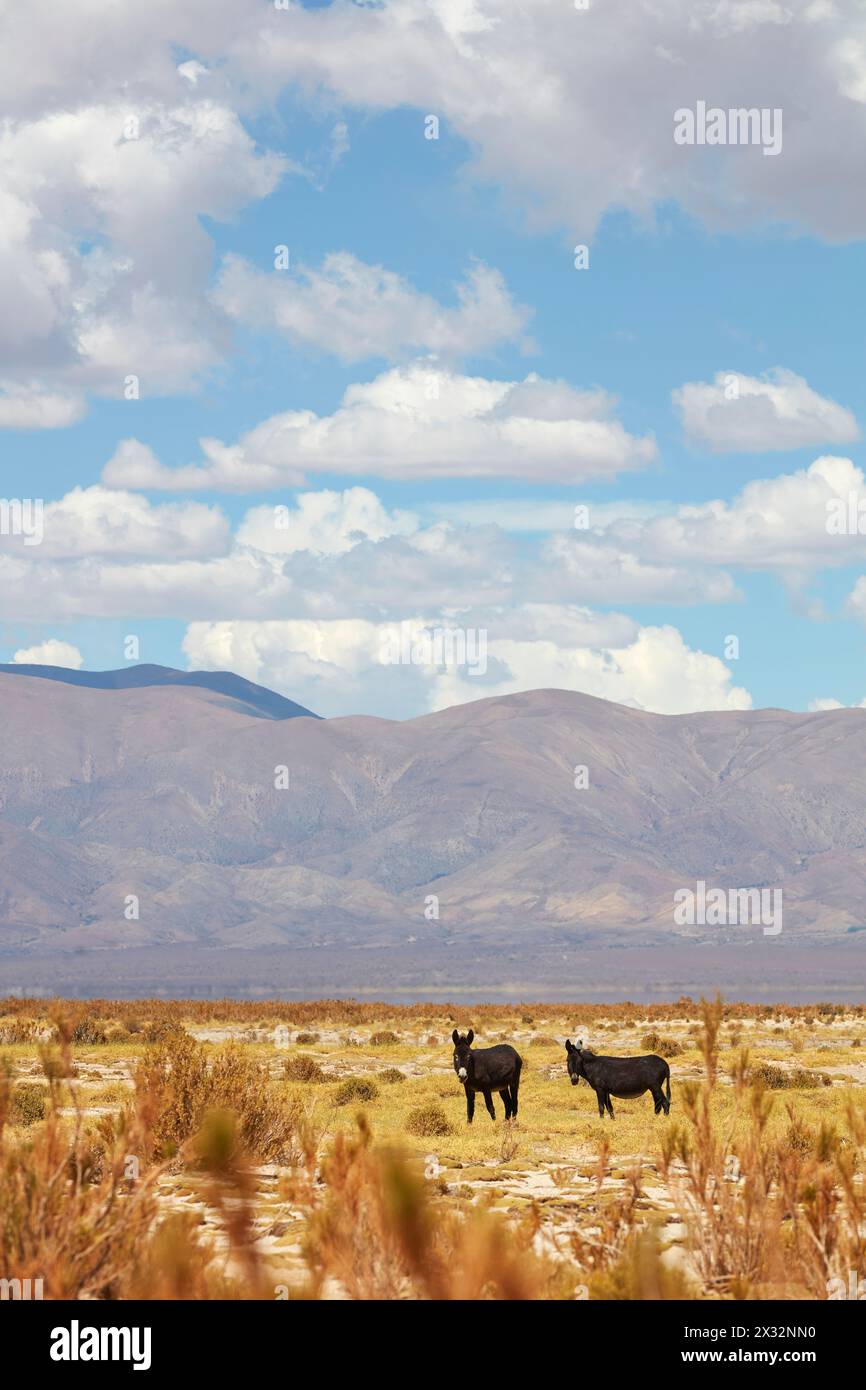 Donkeys on the shore of the Laguna de Guayatayoc salt flat, Rinconadilla, Puna of Jujuy & Salta, Argentine Northwest. Stock Photo
