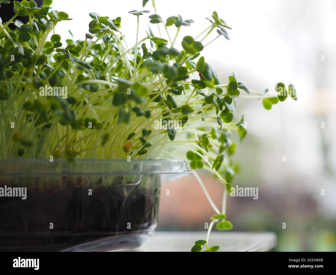 Broccoli shoot microgreens growing as a salad crop or garnish on a kitchen windowsill - a superfood full of nutrients and antioxidants Stock Photo