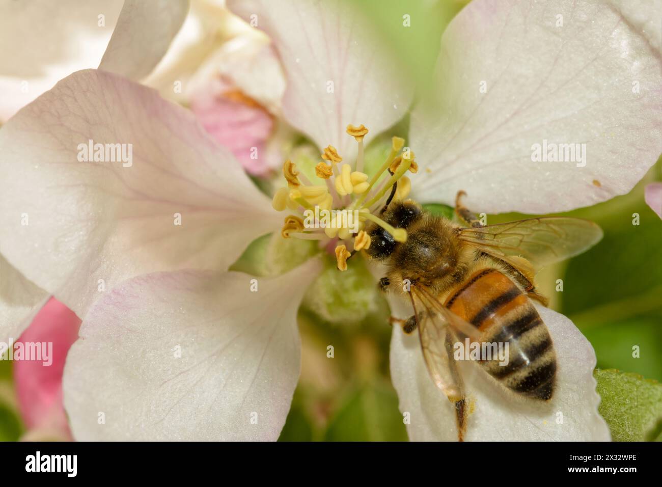 Pollinate nectar hi-res stock photography and images - Alamy