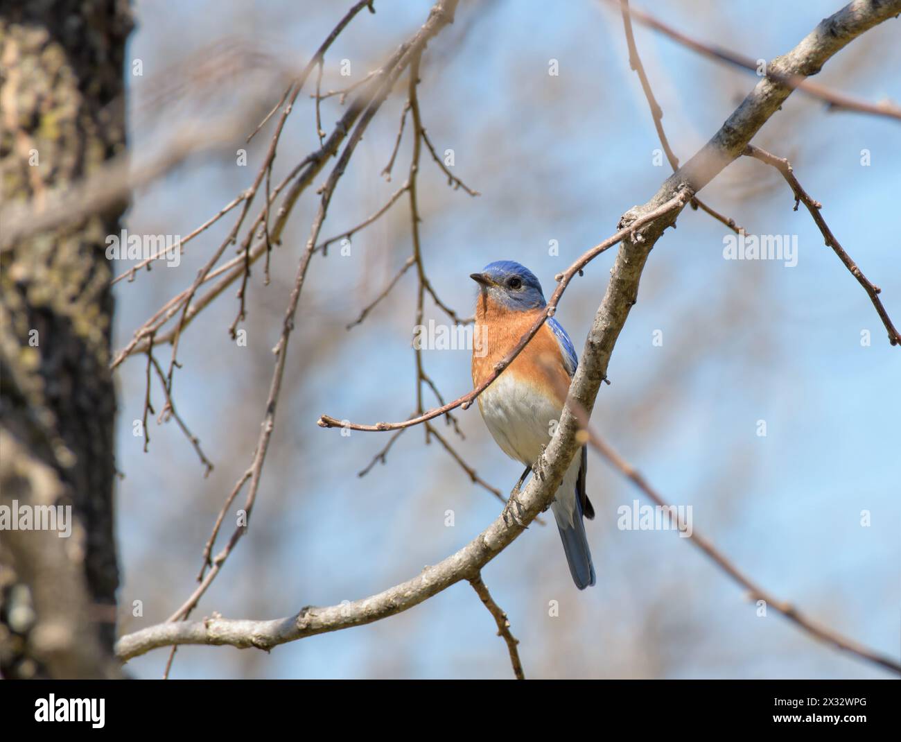 Male Eastern Bluebird perched in an oak tree in spring sun Stock Photo