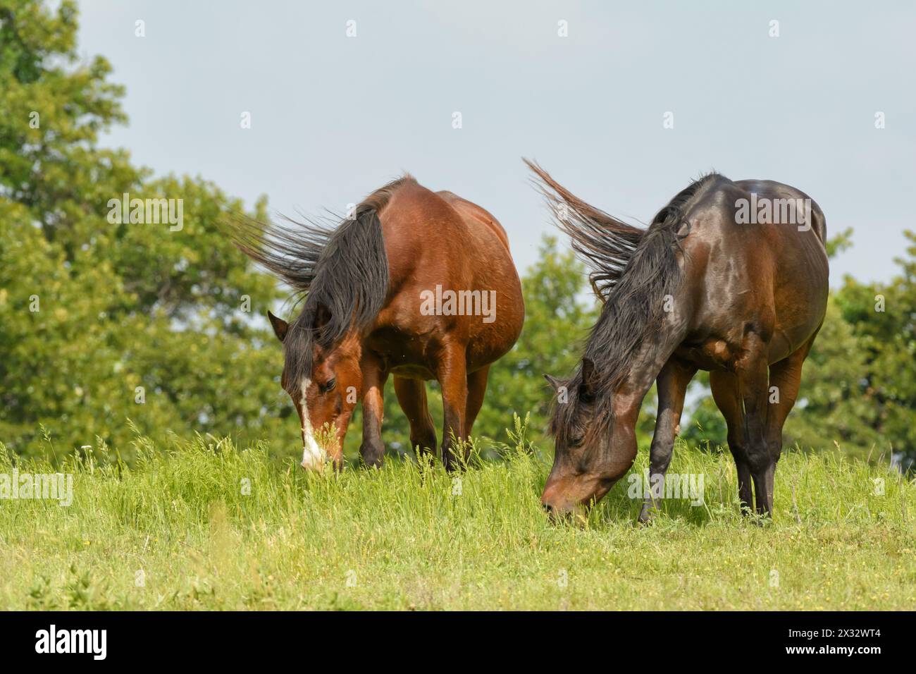 Two Arabian horses grazing in a lush spring pasture, an old red bay, and a younger shiny dark bay Stock Photo