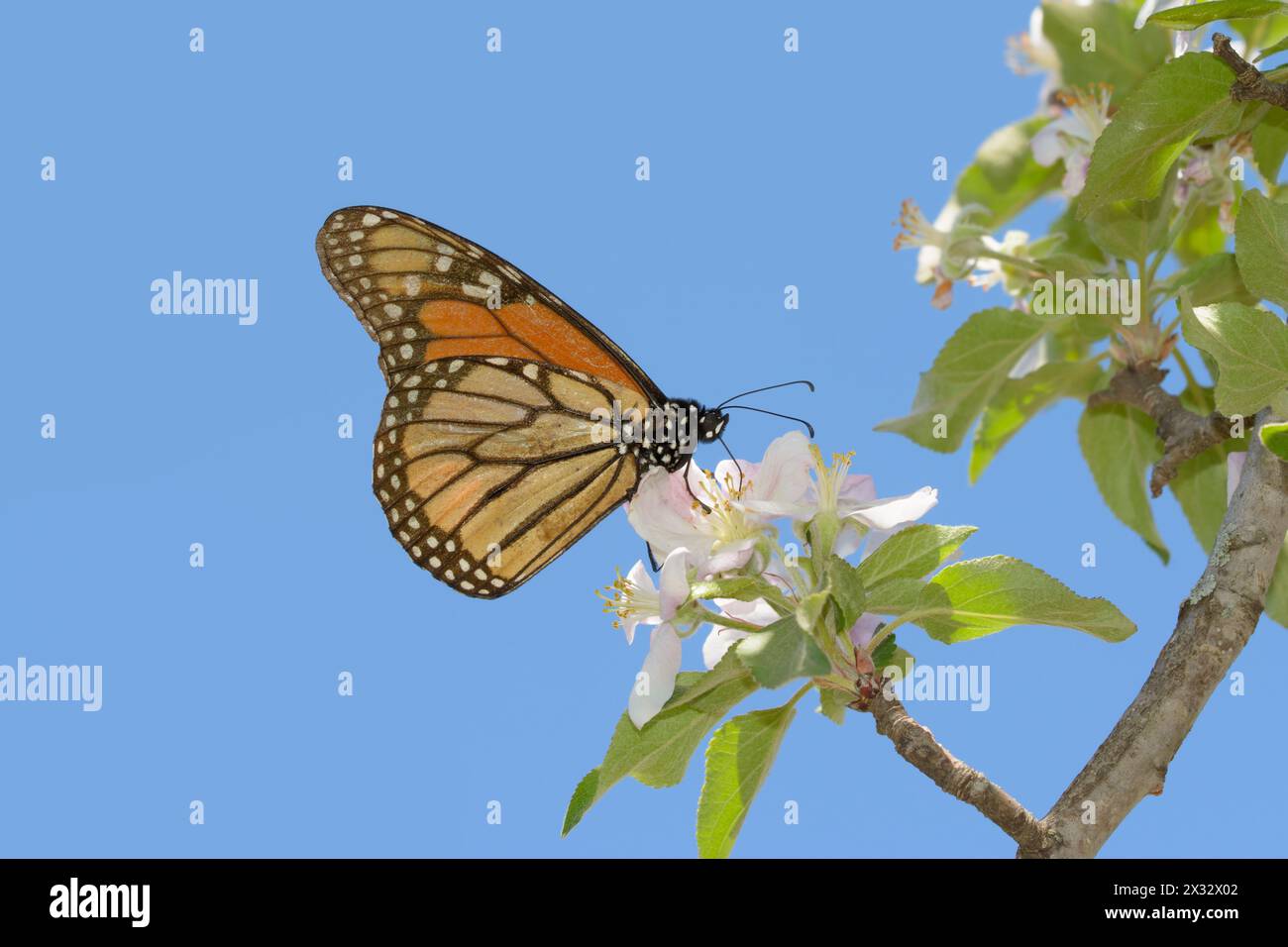 Ventral view of a Monarch butterfly in early spring, getting nectar from an apple flower, with blue sky background Stock Photo