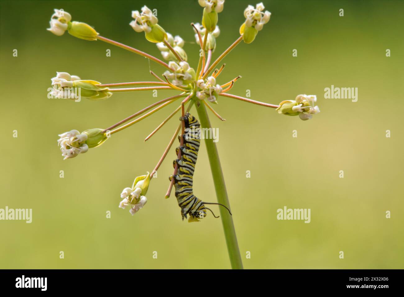 Late instar Monarch caterpillar eating flower buds of Bluntleaved