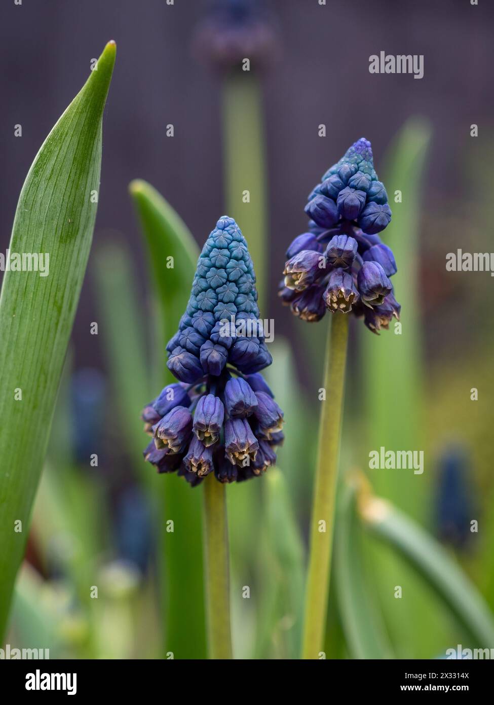 Close up of Bellevalia pycnantha or Muscari paradoxum spring flowering ...