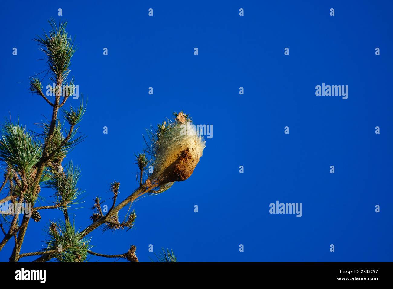 Processionary caterpillars at the tip of a pine tree Stock Photo