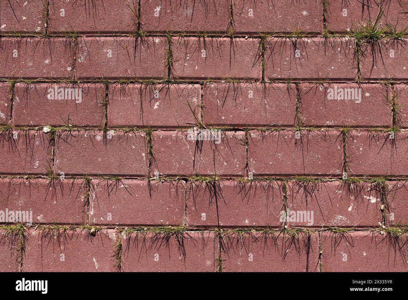 grass growing between paving Stones Stock Photo