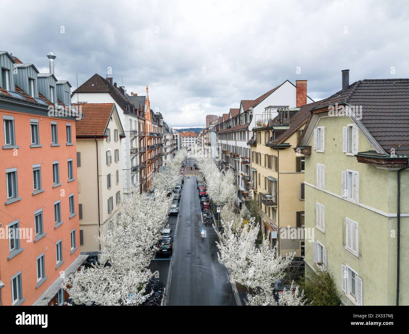 Rows of blooming white cherry pink trees along a street in Zurich city in the spring time. Stock Photo