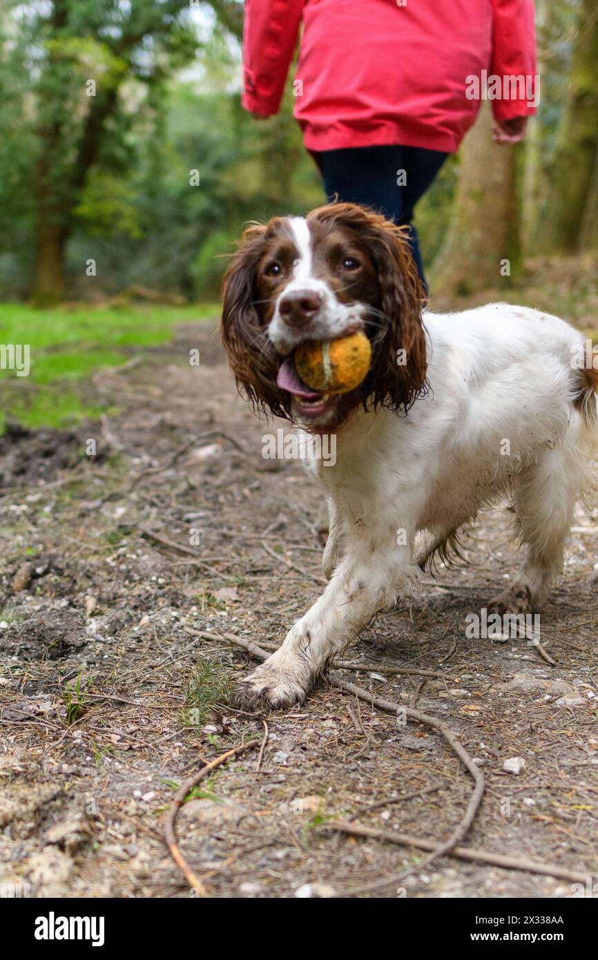 Springer Spaniel dog, brown and white, carrying a ball Stock Photo