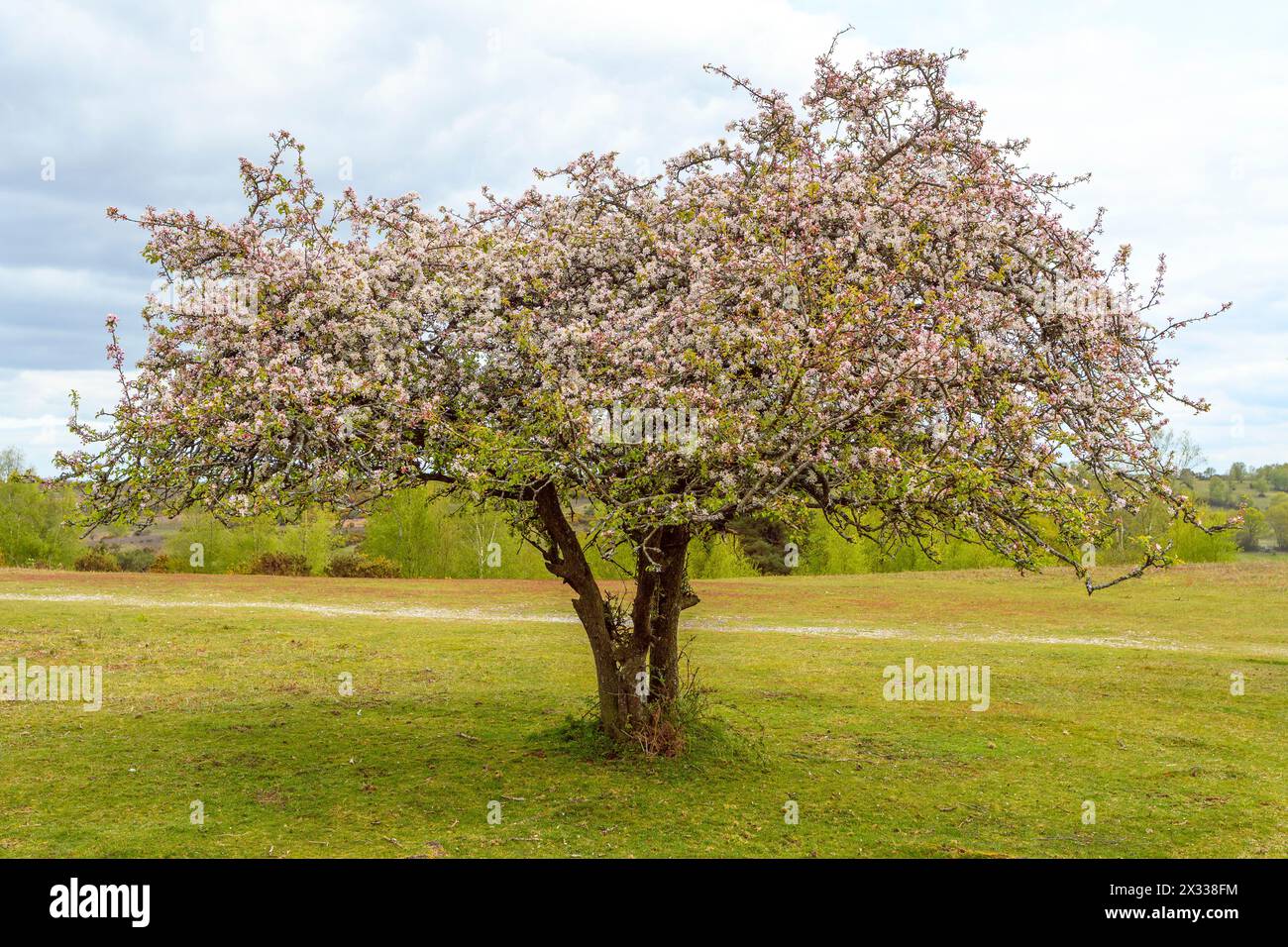 Crab Apple tree (Malus) with pink flowers in April, UK Stock Photo Alamy